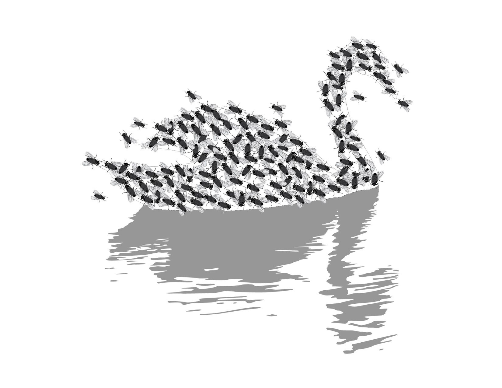 Black Swan, Black Flies